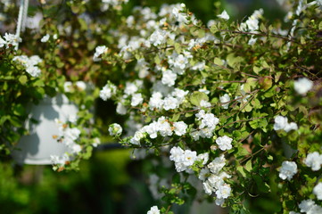 white flowers of a tree in spring