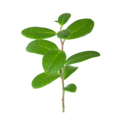branch with green leaves of cowberry isolated on white