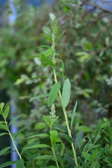 young plant in the garden