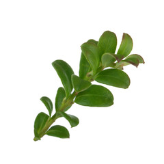 branch with green leaves of cowberry isolated on white
