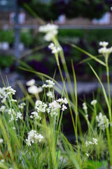 white flowers in the grass