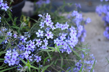 blue flowers in the garden