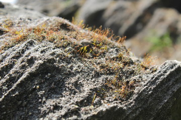 rock 