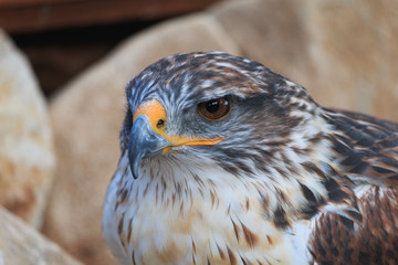The Ferruginous hawk close up head shot