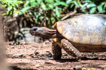 Red-legged tortoise walking on sand in Brazil