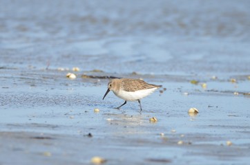 Bécasseau variable (Calidris alpina)