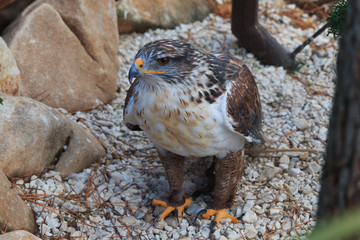 The Ferruginous hawk stands on gravel full body