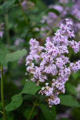 purple flowers in the garden