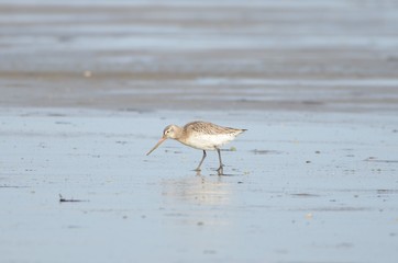 Barge à queue noire (Limosa limosa)