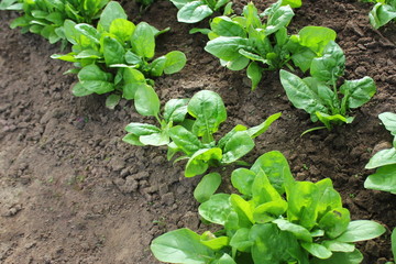 Fresh organic leaves of spinach in the garden