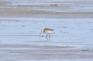 Barge à queue noire (Limosa limosa)