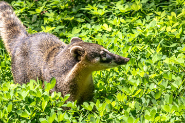 South American Coati, Nasua nasua on park in Brazil