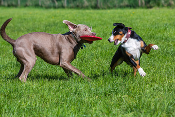 Zwei Hunde spielen mit einer Frisbee
