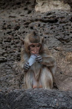 Long tailed monkeys sit on rocks in front of brick walls in the park and eating plastic cups. Pollution in nature by humans.