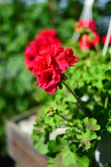 red flower in the garden