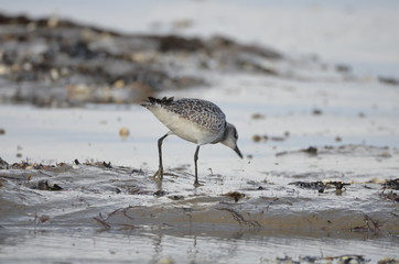 Pluvier doré (Pluvialis apricaria)