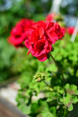 red flower in the garden