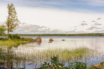 Beautiful view of the rocky bay with a lone tree and young reeds in the water