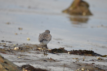 Pluvier doré (Pluvialis apricaria)
