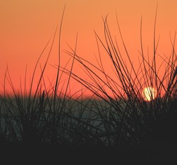sunset over wheat field