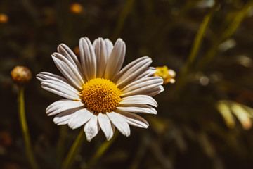 G&auml;nsebl&uuml;mchen Biene