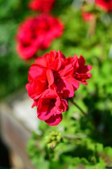 red flower in the garden