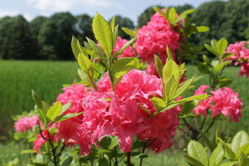 Obraz premium Pink flowers