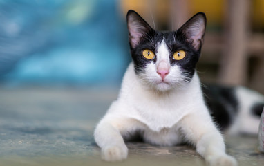 Cat looking at camera