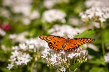 Fototapeta na wymiar Orange Butterfly on a White Flower