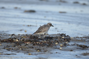 Pluvier doré (Pluvialis apricaria)