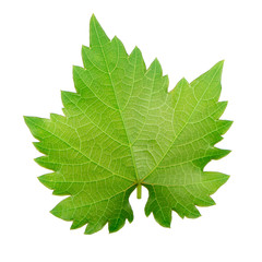 fresh green leaf of grape isolated on white background