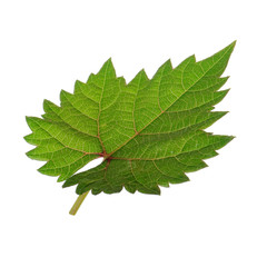 fresh green leaf of grape isolated on white background