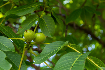 Walnut Branch With Small Fruits