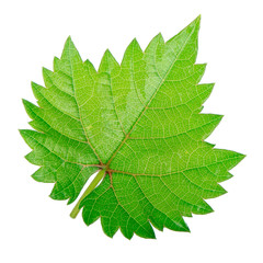 fresh green leaf of grape isolated on white background