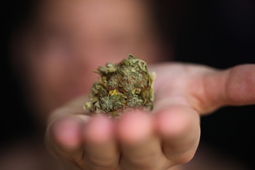 dry medical cannabis bud in hand