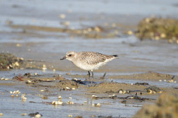 Pluvier doré (Pluvialis apricaria)