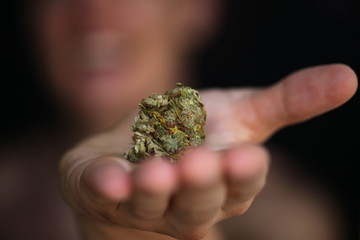 Naklejka na ściany i meble dry medical cannabis bud in hand