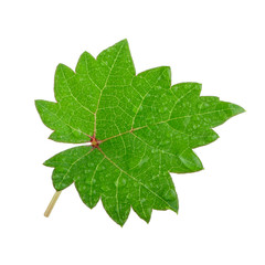 fresh green leaf of grape with water drops  isolated on white background