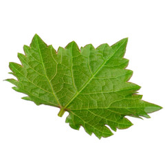 fresh green leaf of grape isolated on white background