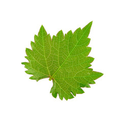fresh green leaf of grape isolated on white background
