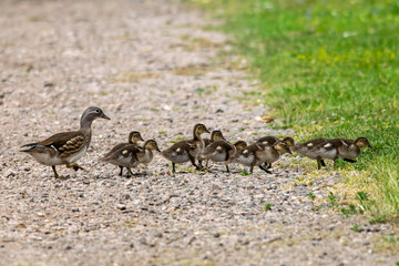 Female mandarin duck (Aix galericulata) with ducklings