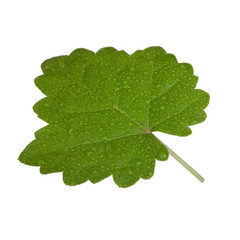 fresh green leaf of grape isolated on white background