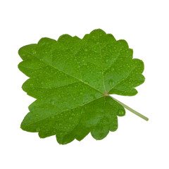 fresh green leaf of grape isolated on white background