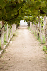 Fototapeta premium path in the park