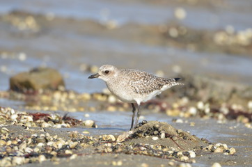 Pluvier doré (Pluvialis apricaria)
