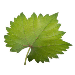 fresh green leaf of grape isolated on white background