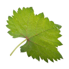 fresh green leaf of grape isolated on white background