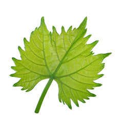 fresh green leaf of grape isolated on white background