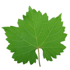 fresh green leaf of grape isolated on white background