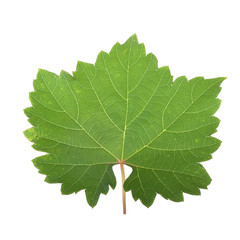 fresh green leaf of grape isolated on white background